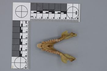 Media type: image; Mammalogy 44857